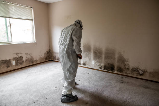 Best Attic Mold Removal  in Citrus Hills, FL