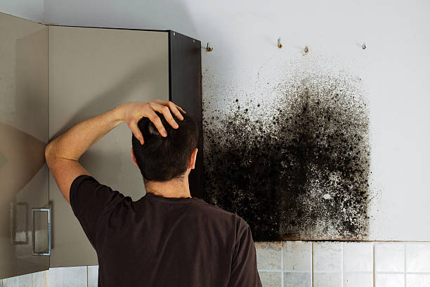 Best Commercial Mold Removal  in Citrus Hills, FL